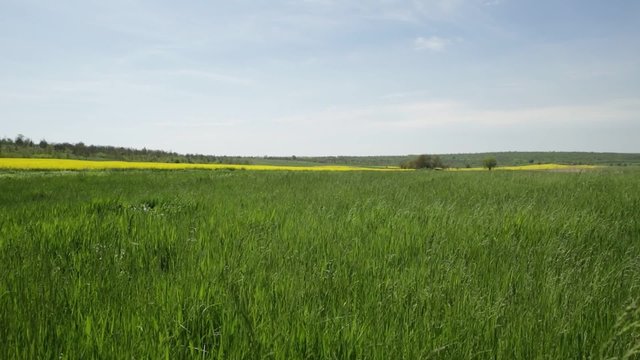 Зелёное поле