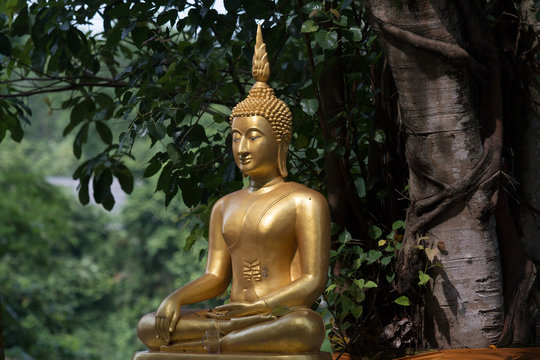the buddha image in the temple