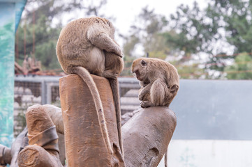 Fototapeta premium Crab-eating macaque( Macaca fascicularis)