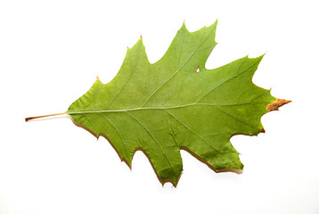 Dry autumn oak leaf on  over white