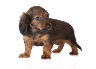 brown dachshund puppy on white