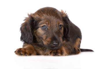 brown dachshund puppy