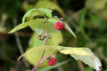 Raspberry (Rubus idaeus). Ripe red raspberries on a prickly bush growing wild in a British woodland