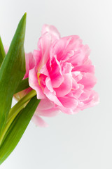 blown pink tulip