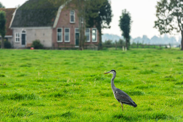 Wild grey heron on a bright green grass