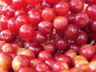 Ripe and juicy berries of red viburnum