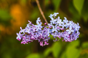 Obraz premium bunch of purple lilacs in spring