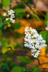 bunch of white lilac