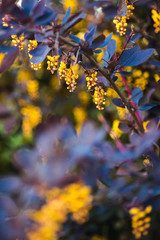 branch of a blossoming spring Berberis ottawensis
