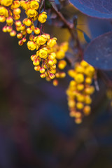 branch of a blossoming spring Berberis ottawensis