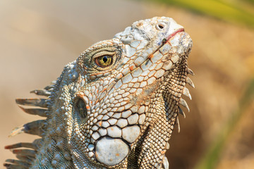 Close-up of green iguana (Iguana iguana)