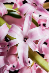 Fototapeta na wymiar Hyacinth flower - macro.