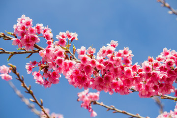 Pink sakura blossoms