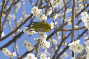 White plum blossoms and white-eye spring in Japan