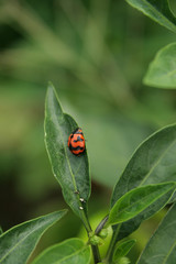 Obraz premium Red lady bug on the green leaf