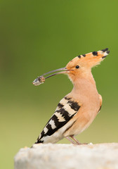 Eurasian hoopoe with insect in the beak, closeup, clean green background, Hungary, Europe