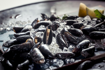 frische Miesmuscheln auf Eis
