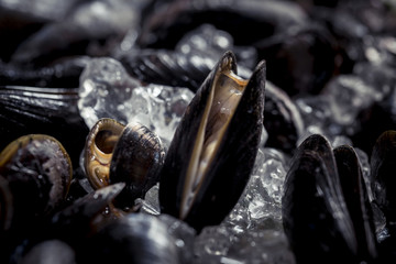 Miesmuscheln Nahaufnahme