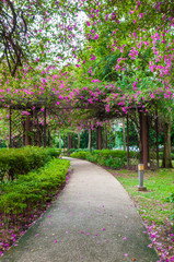 flower tunnel in public park