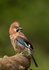 European blue jay perching on wood after bath, clean green background, Hungary, Europe
