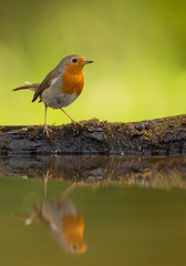 Common robin standing on the rim of drinking pond, with reflection in the water and clean green background, Hungary, Europe
