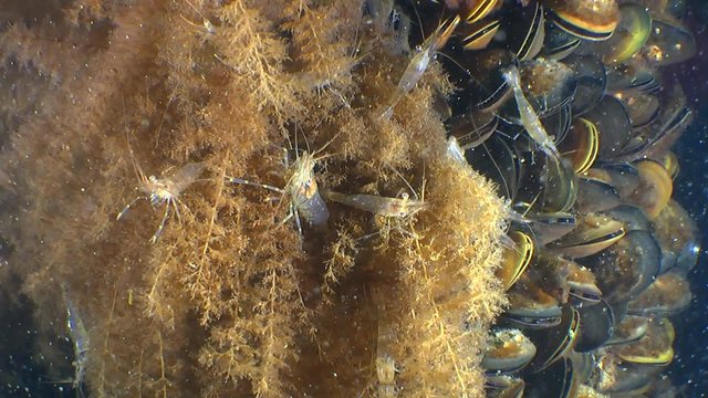 Grass Prawn on the colonies of Bell Hydroid.
