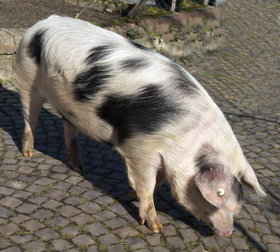 Buntes Bentheimer Schwein, Sus scrofa domesticus