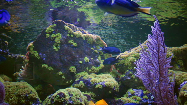Blue Tang fish, Regal Tang Paracanthurus Hepatus