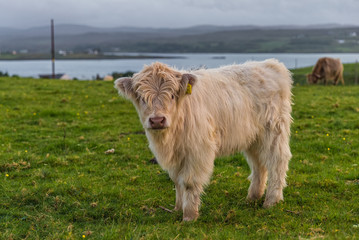 Highland cows. Cow breed originating from Scotland