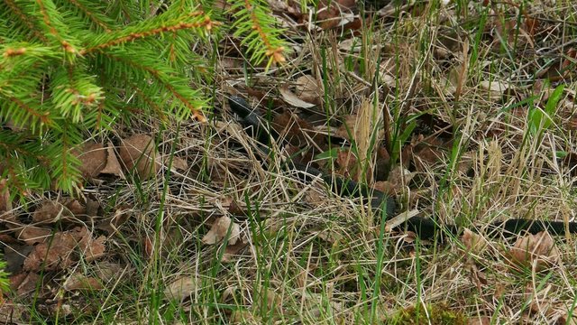Black Viper (Vipera Berus) Poisonous Snake in a Grass