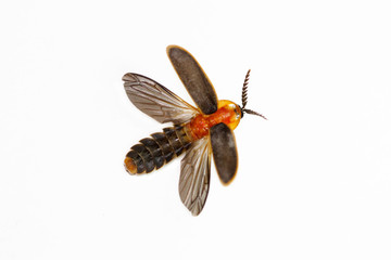 Firefly  (Pyrocoelia praetexta) on white background