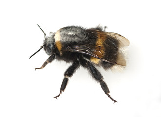 Erdhummel; Bombus; terrestris