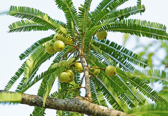 Fruits of Indian gooseberry (Phyllanthus emblica) in tree. Also called aamla in Hindi. Indian...