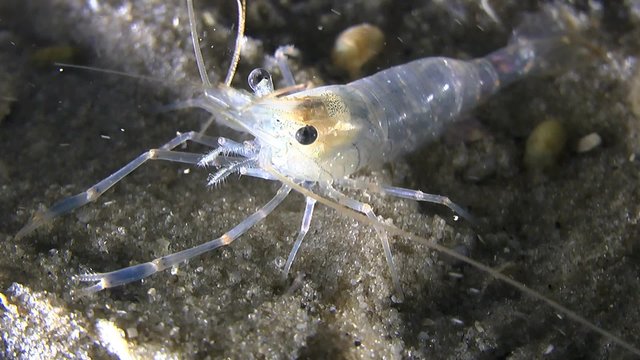 Shrimp on a sandy bottom, close-up.
