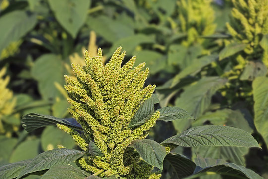 Amaranth is cultivated as leaf vegetables, cereals and ornamental plants. Genus is Amaranthus. Amaranth seeds are rich source of proteins and amino acids. Also known as thotakura in India