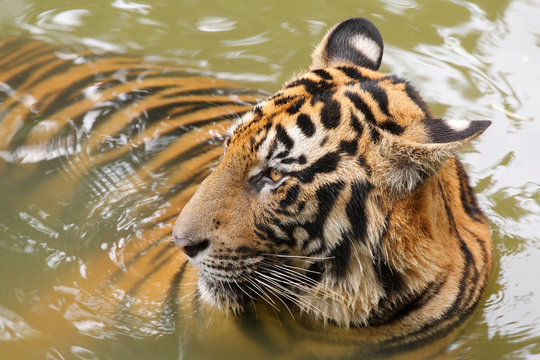 Indochinese tiger (Corbett's tiger)(Panthera tigris corbetti) in the water