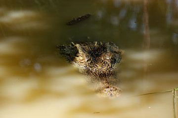 Crocodile hide it head under the shadow in the water