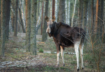 Łoś © jan_wojcicki