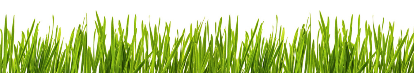Fototapeta na wymiar Green grass isolated 