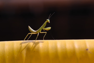 Grasshopper on banana leaf  in the garden.