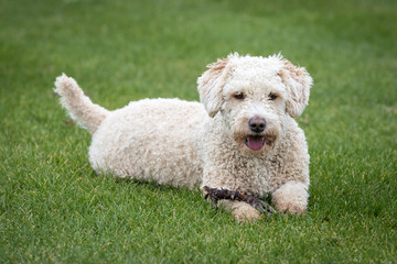 Dog Running and Playing