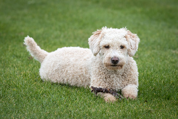 Dog Running and Playing