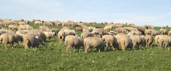 Obraz premium Schafherde, Schaf, Ovis