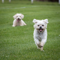 Dog Running and Playing
