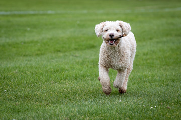 Dog Running and Playing