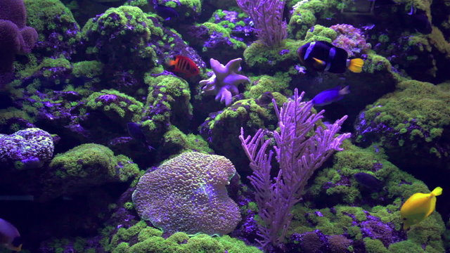 Blue Tang fish, Regal Tang Paracanthurus Hepatus