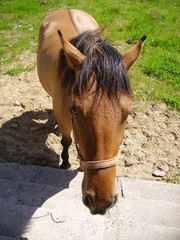Konie © mikioli