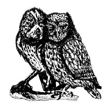 Couple of owls cleans feathers to each other sketch ink hand drawn vector illustration