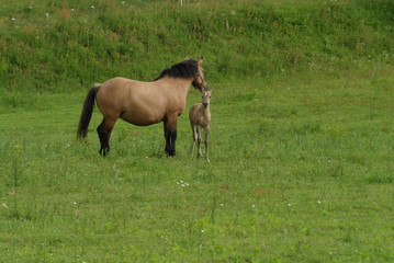 Fototapeta premium Konie