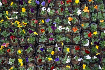 Fototapeta premium colorful of pansy flower